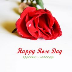 Rose Day
