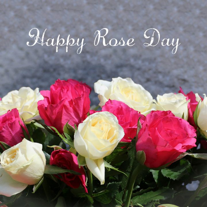 Rose Day