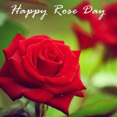 Rose Day