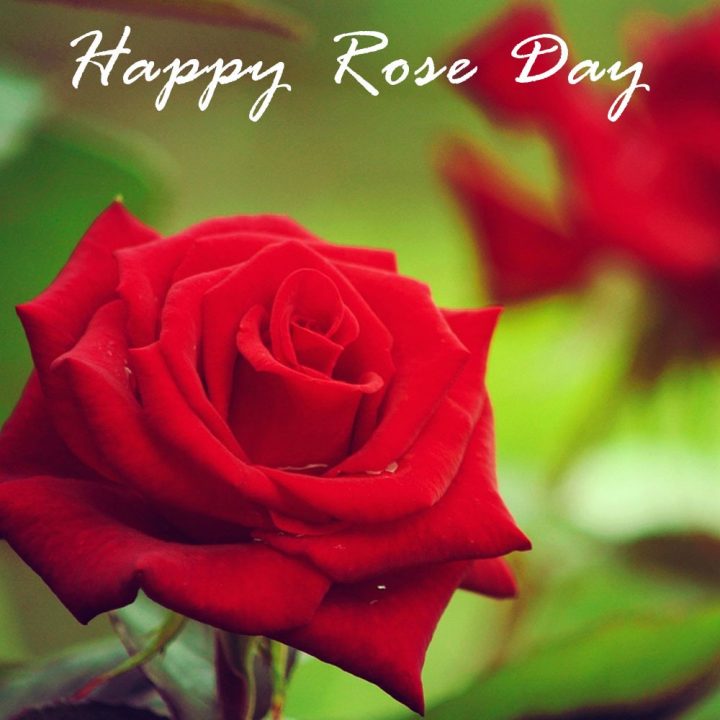 Rose Day