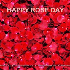 Rose Day – happy valentines day cards images