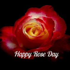 Rose Day – photos of valentines day