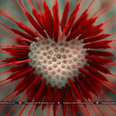 Love Messages – free greetings cards