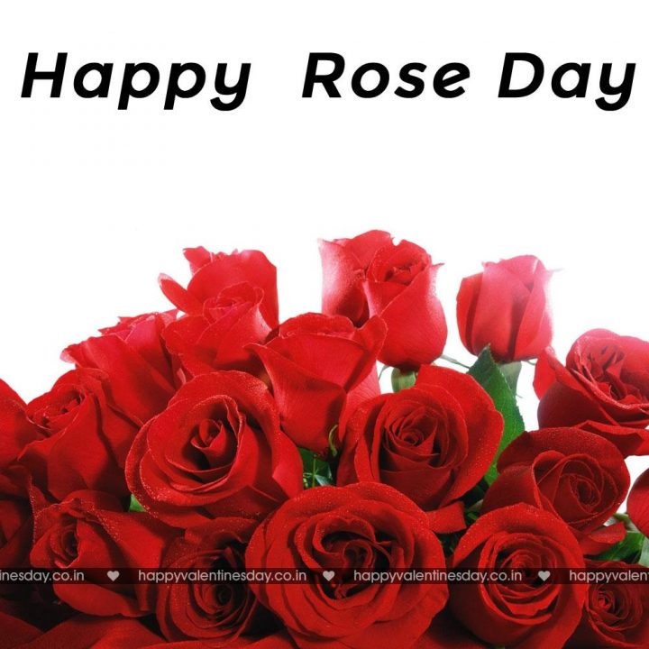 Rose Day