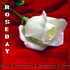 Rose Day – ideas for valentines day