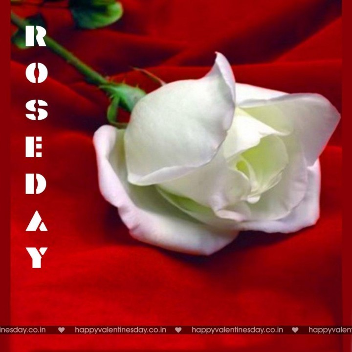 Rose Day – ideas for valentines day