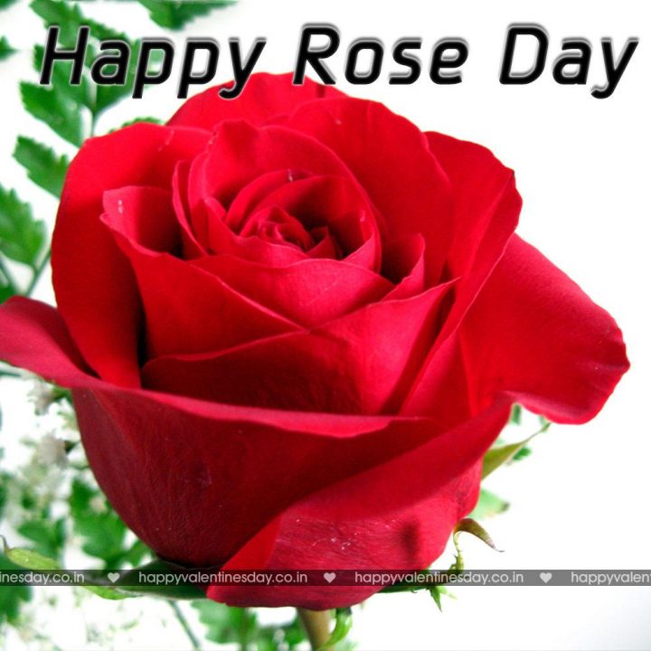 Rose Day