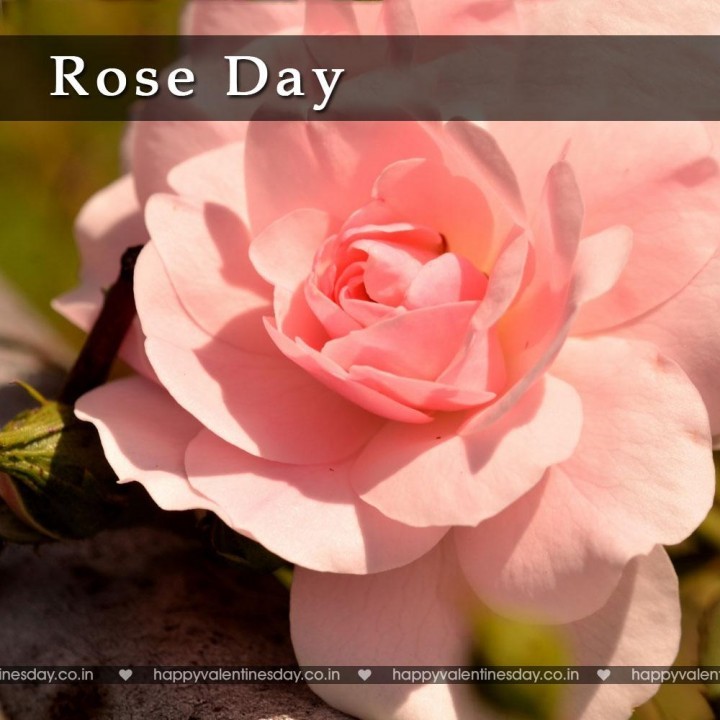 Rose Day – happy valentines day photo