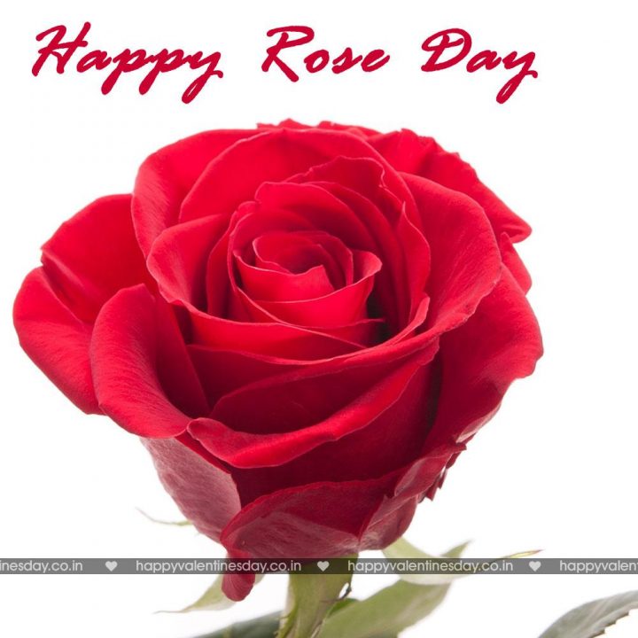 Rose Day