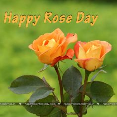 Rose Day