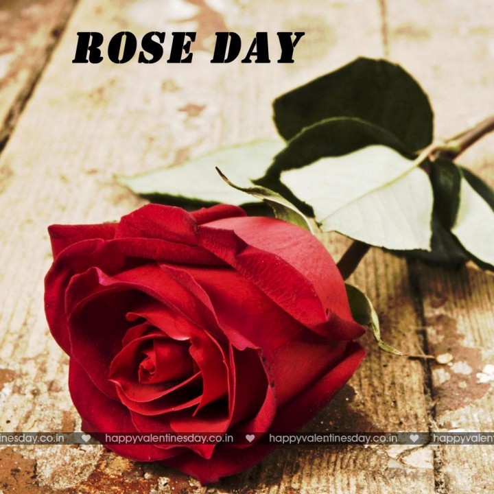 Rose Day