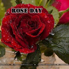 Rose Day – happy valentines day for him