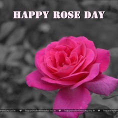 Rose Day