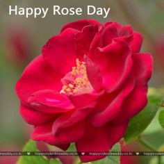 Rose Day – happy valentines day text
