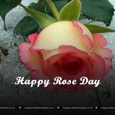 Rose Day – v day cards
