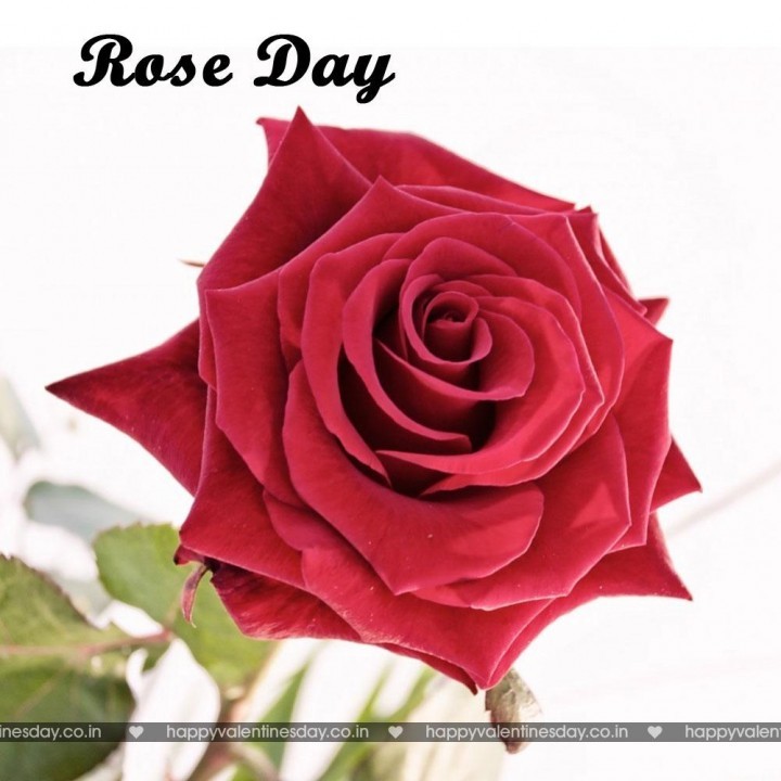 Rose Day