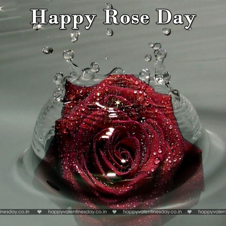Rose Day