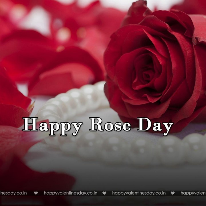 Rose Day – happy valentines day in italian
