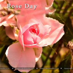 Rose Day – happy valentines day text messages