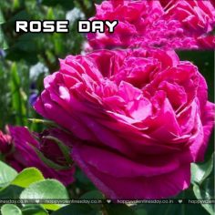 Rose Day – happy valentines day love