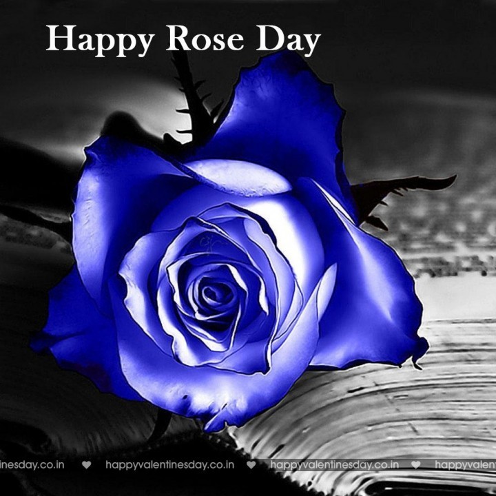 Rose Day – happy valentines day to my daughter