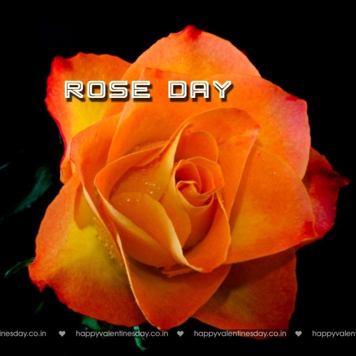 Rose Day