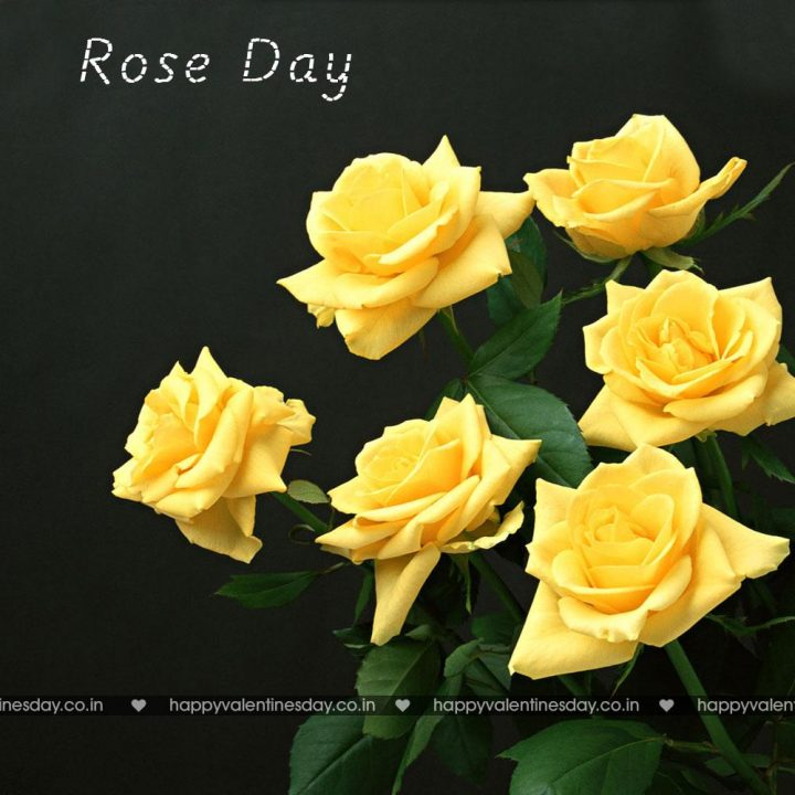 Rose Day