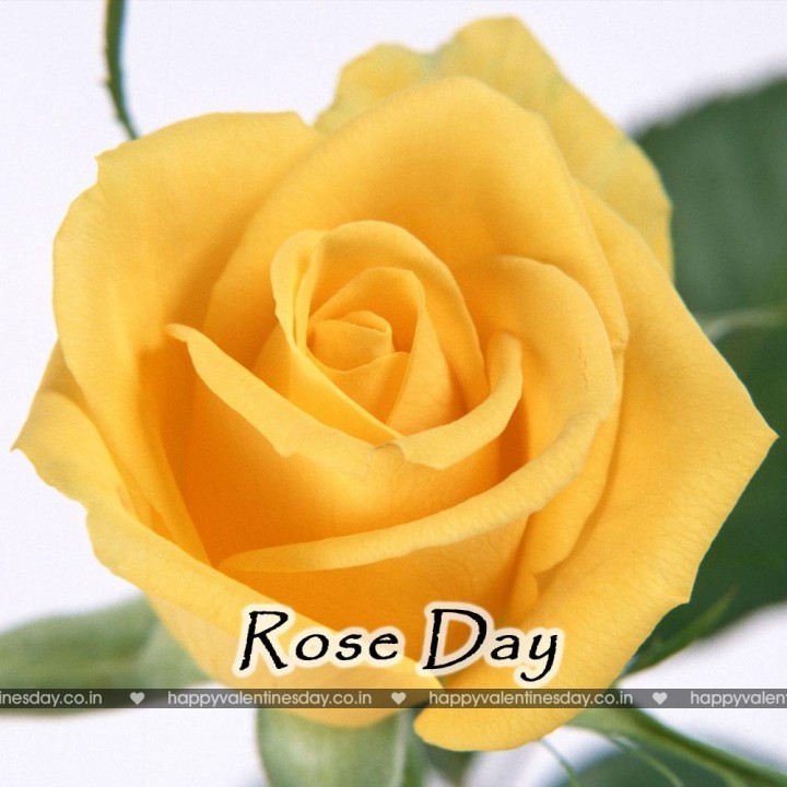 Rose Day