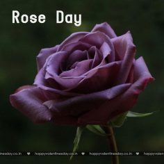 Rose Day – happy valentines day video card