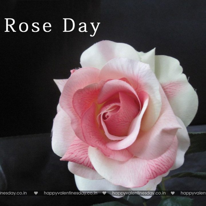 Rose Day – happy valentines day quotes images