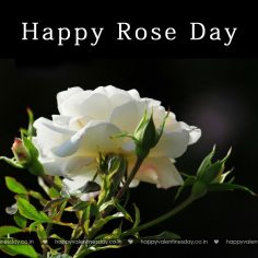 Rose Day – happy valentine day images