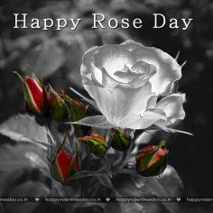 Rose Day – happy valentines day images download