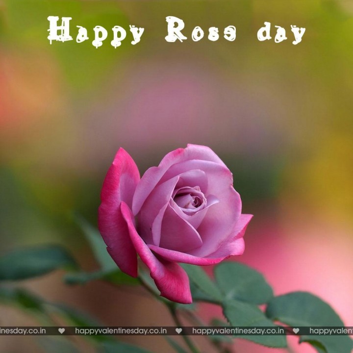 Rose Day – happy valentines day in hawaiian