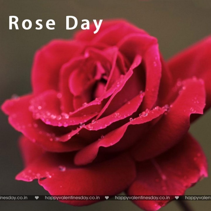 Rose Day – happy valentines day animation