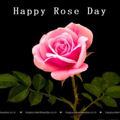 Rose Day – quotes for valentines
