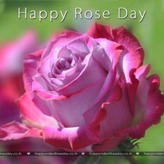 Rose Day – happy valentines day 2013