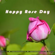 Rose Day – virtual cards