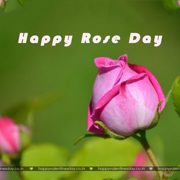 Rose Day – virtual cards