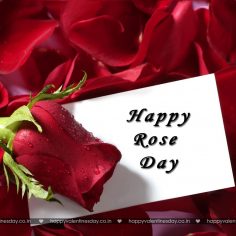 Rose Day – happy valentines day my love quotes