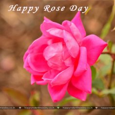Rose Day – happy valentines day husband