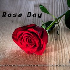 Rose Day – happy valentines day funny quotes
