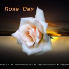 Rose Day – happy valentines day 2014