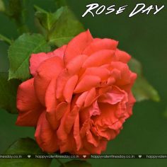 Rose Day – valentines day cards