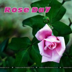 Rose Day – free love ecards
