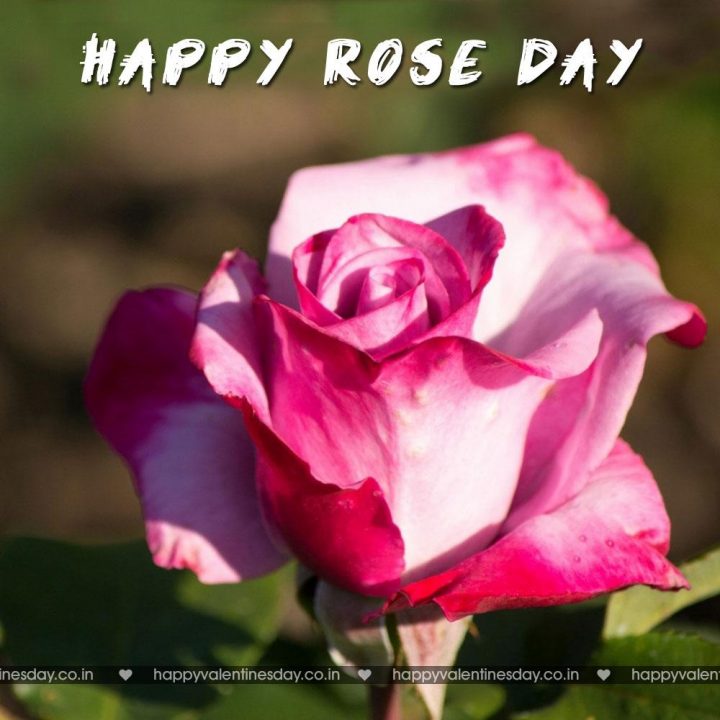 Rose Day – free valentines ecards