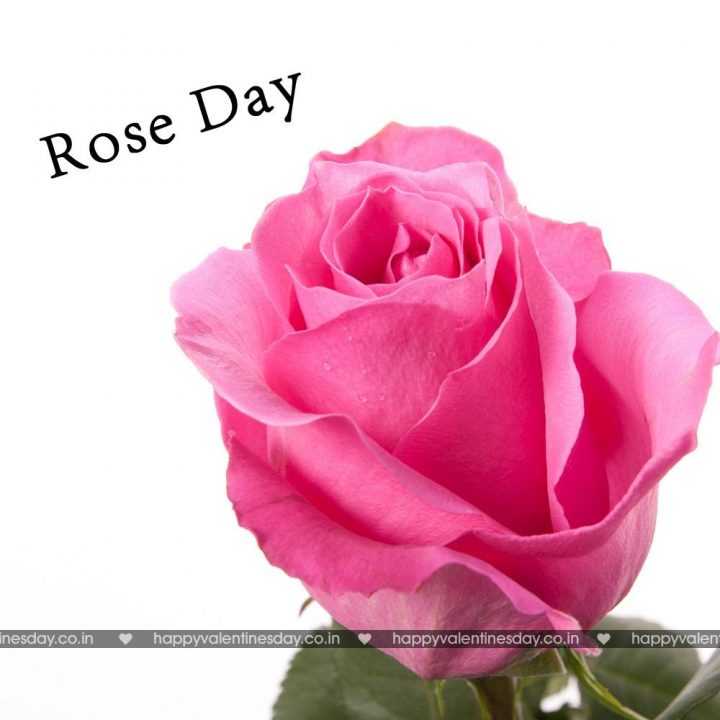 Rose Day