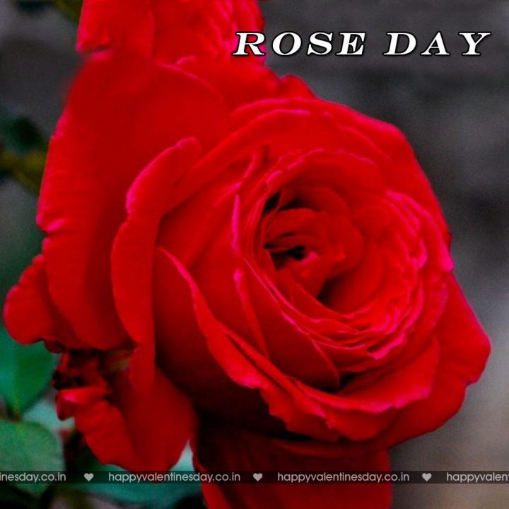 Rose Day – what is valentine day