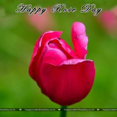 Rose Day – egreetings