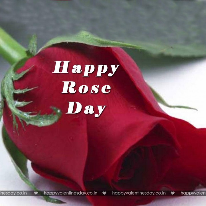 Rose Day – happy valentines day free cards