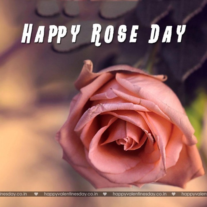 Rose Day – happy valentine days